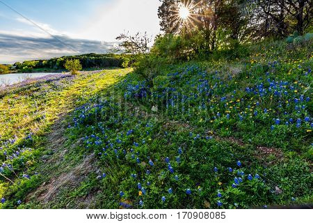Texas Bluebonnets At Muleshoe Bend In Texas.