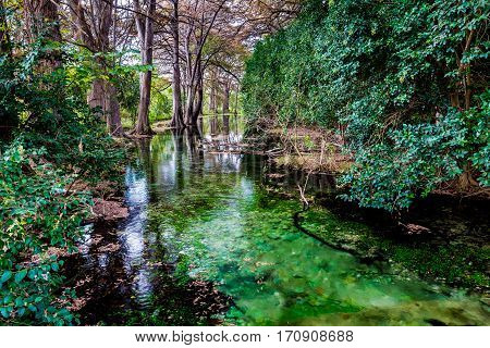 Different Vivid Colors of Fall Foliage on Trees Lining the Crystal Clear Frio River in Texas.