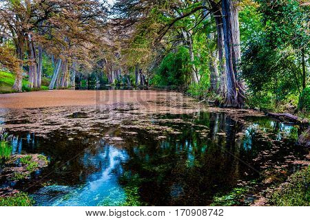 Different Vivid Colors of Fall Foliage From the Trees Lining the Crystal Clear Frio River in Texas.