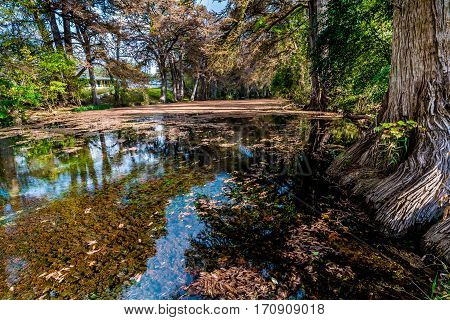 Different Colors of Fall Foliage From the Trees Lining the Crystal Clear Frio River in Texas.