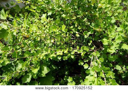 Green gooseberries (Ribes uva-crispa) grow on a gooseberry bush in a garden in Joliet, Illinois during June.