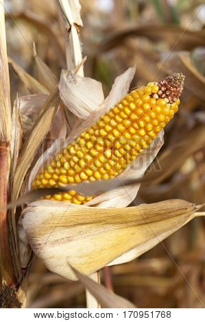 Agricultural Field On Which Grows Ready For Harvest Ripe Yellow Corn On The Cob And Her. Autumn Seas