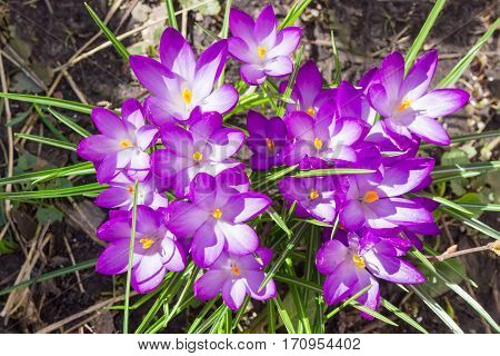 Top view of the group purple flowers of the crocus vernus among dry grass closeup