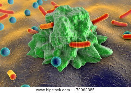 Phagocytosis. Macrophage engulfing bacteria of different shapes, 3D illustration