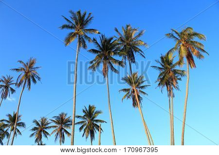 Coconut plam tree on blue sky background