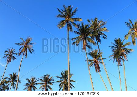 Coconut plam tree on blue sky background