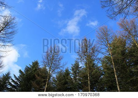 pine snowy forest beautiful nature in winter - Denmark