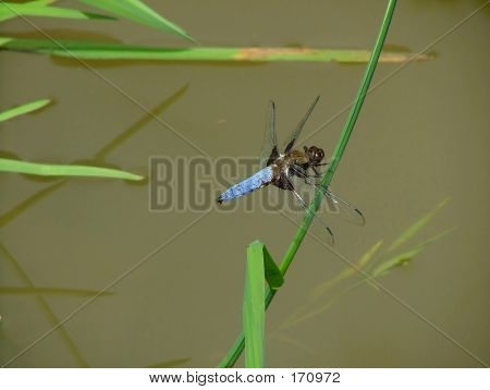 Dragonfly2005_0722002_a