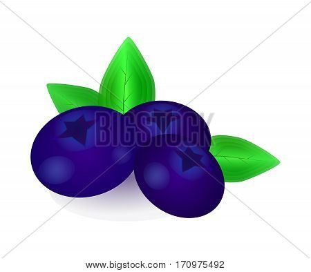 Bilberry blueberries with green leaves isolated on white background.