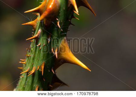 Rose stem with thorns close up macro