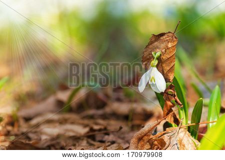 One Beautifull Snowdrop With Leaf Dress In Sunny Spring Forest