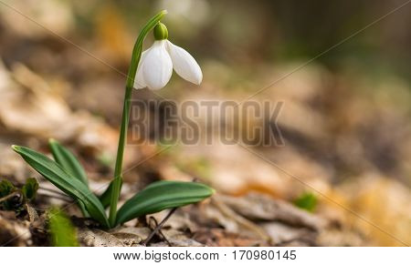 Beautifull Snowdrop On Dry Yellow Leaves Bokeh Background