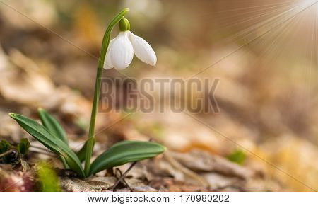 Beautifull Snowdrop On Dry Yellow Leaves Bokeh Background