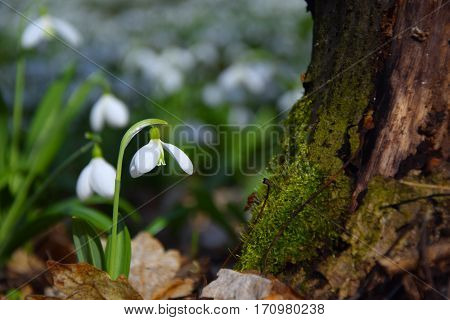 Beautifull Snowdrops Galanthus Plicatus Near Stump