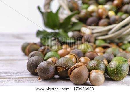 Macadamia nuts harvest close up in shell