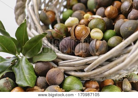 Macadamia nuts harvest close up in shell