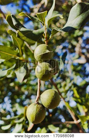 Macadamia nuts on the evergreen tree macadamia plantation - expensive fat nuts