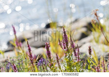 Purple flowers growing on the rocky coastline glittering blue sea in the background in the swedish archipelago. Short depth of focus