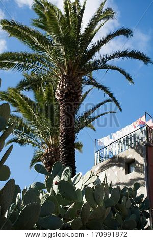 Nature in Masca Village Tenerife - palm trees and cactusses