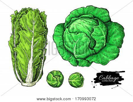 Cabbage hand drawn vector illustrations set. Chinese cabbage, brussel sprout. Isolated vegetable atistic style objects.  Detailed vegetarian food drawing. Farm market product.