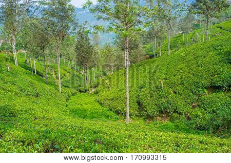 The Emerald Mountains