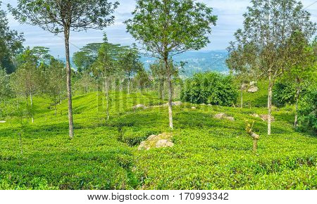 The Tea Fields
