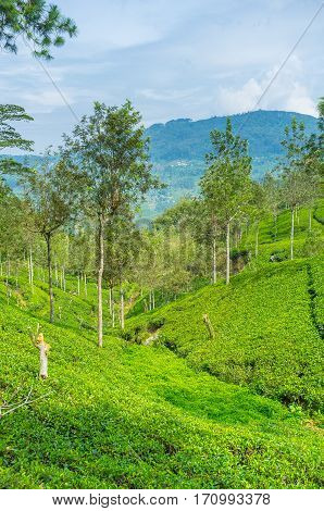 The Green Hills