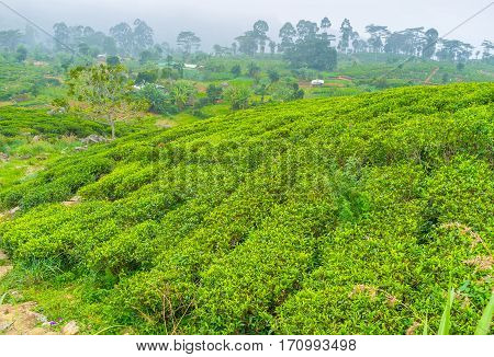 The Green Plantations