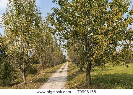 Park of Grugnotorto (Lombardy Italy) between Milan and Brianza in autumn. A path for bicycle and pedestrian