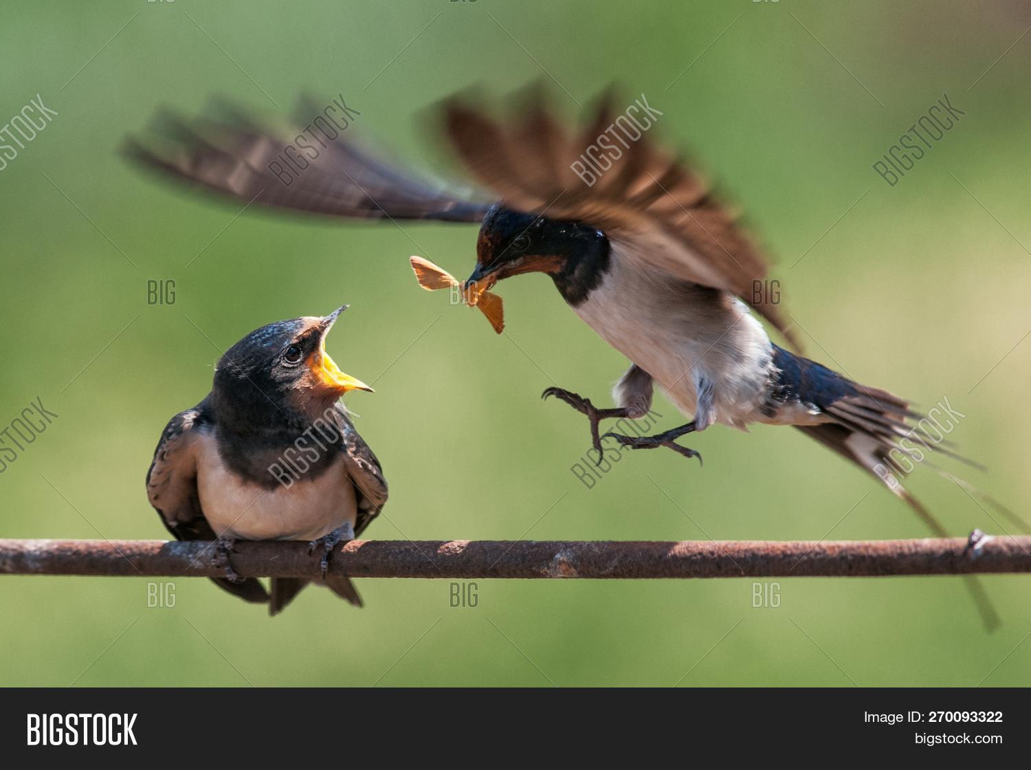 что едят ласточки. стриж птица. ласточка ловит насекомых. ласточка. деревенская ласточка ласточка.