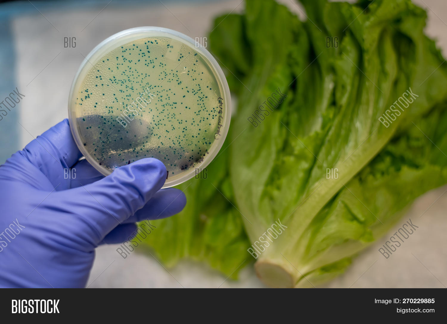 E Coli Culture Plate Image & Photo (Free Trial) Bigstock