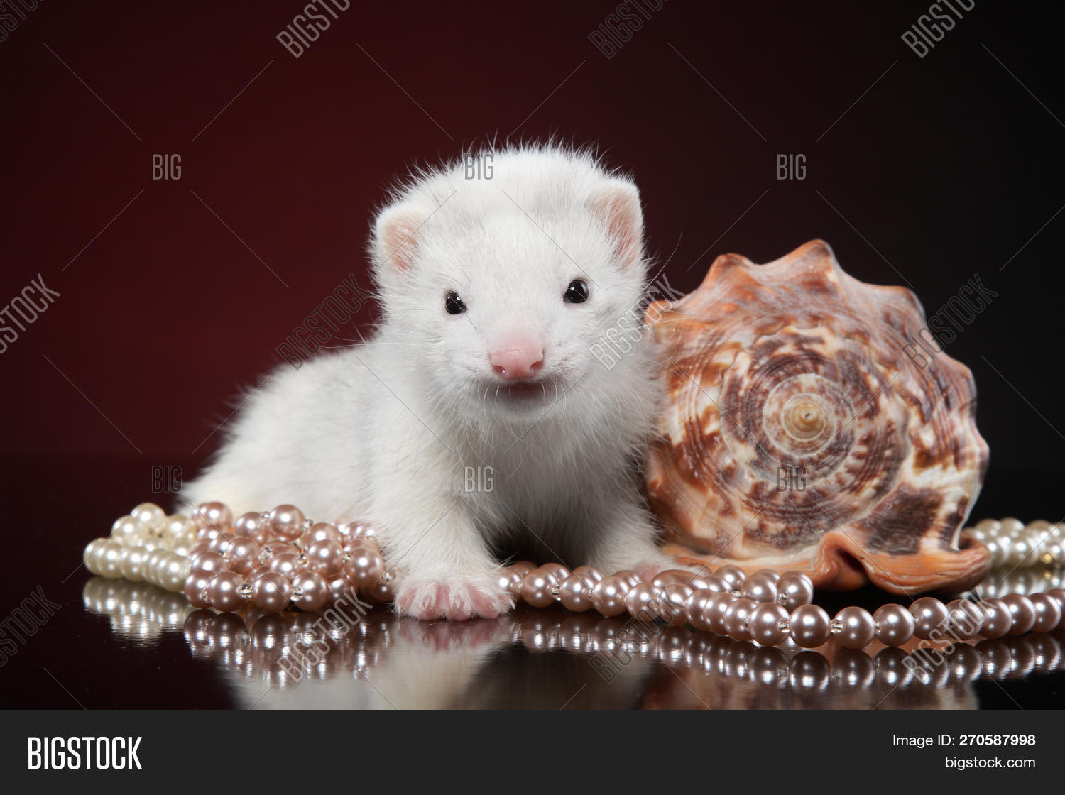 Ferret Puppy Sea Shell Image & Photo (Free Trial) | Bigstock