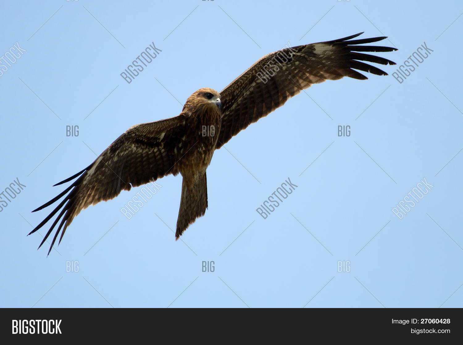 ястреб летает на высоте полтора. ястреб тетеревятник в небе. сокол сапсан ястреб коршун. машущий полет птиц. ястреб сокол орёл коршун сапсан беркут.