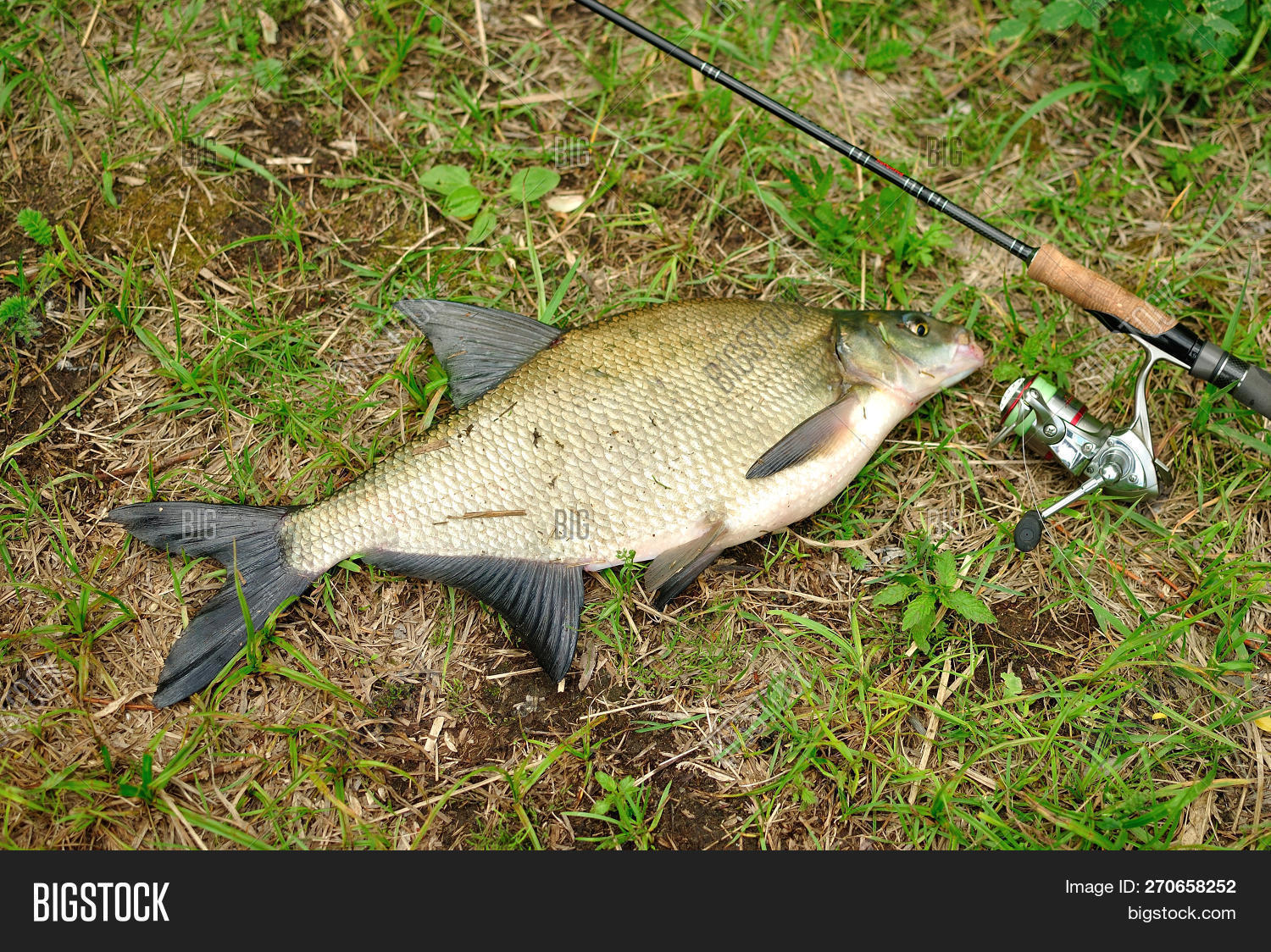 match fishing rod and reel