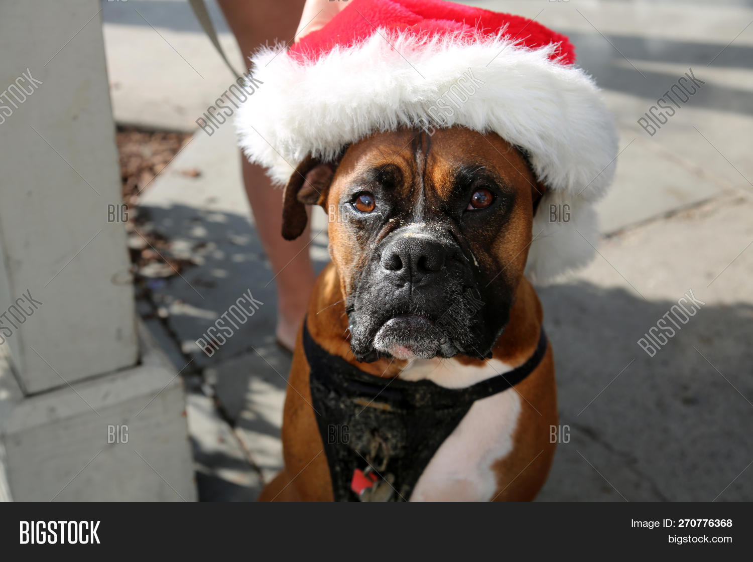 boxer dog hat