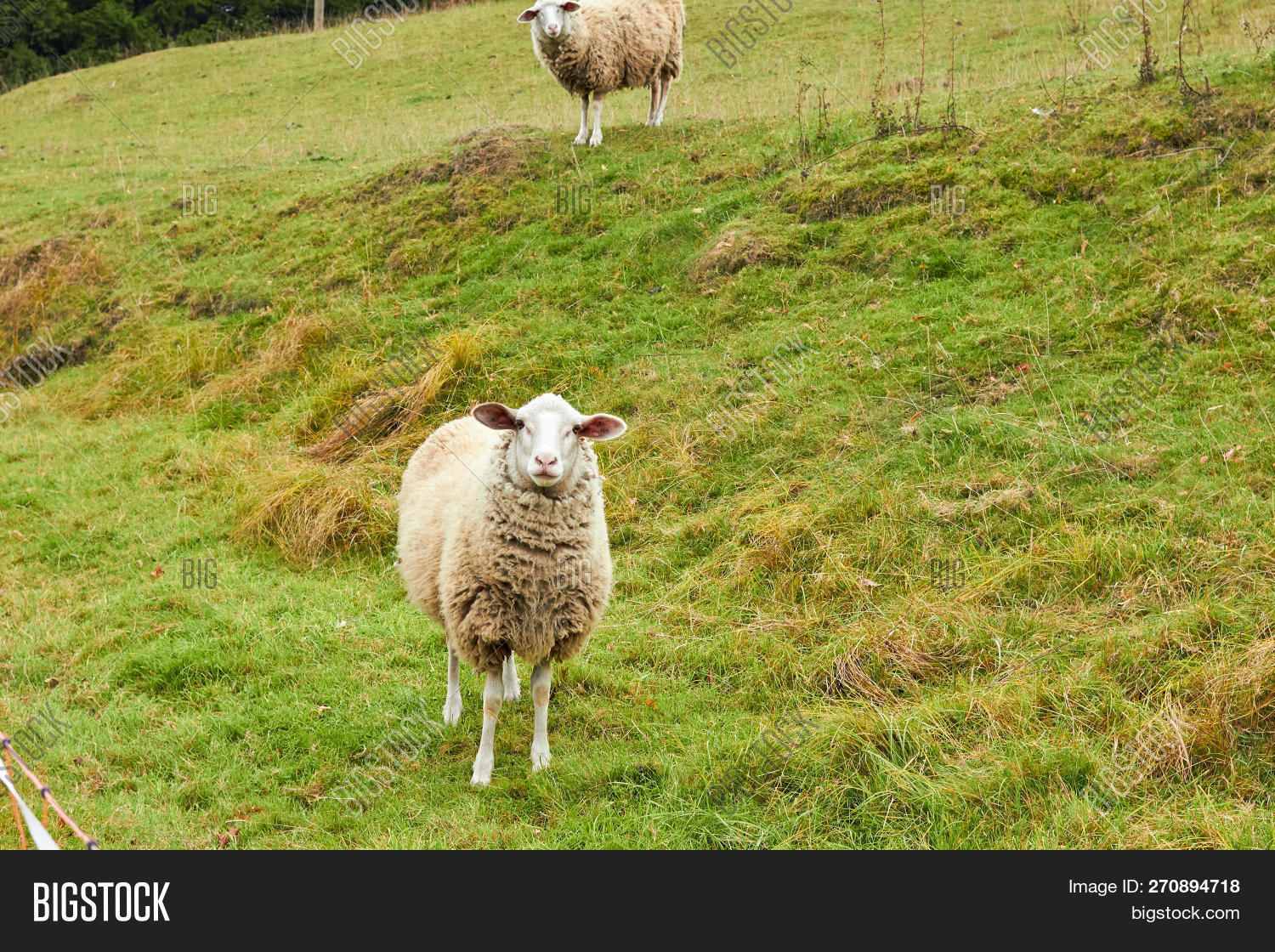 Корги пасут овец видео. Я барашек пас видео. Бараны в степи. Бурятская порода овец буубэй. Пастьба.