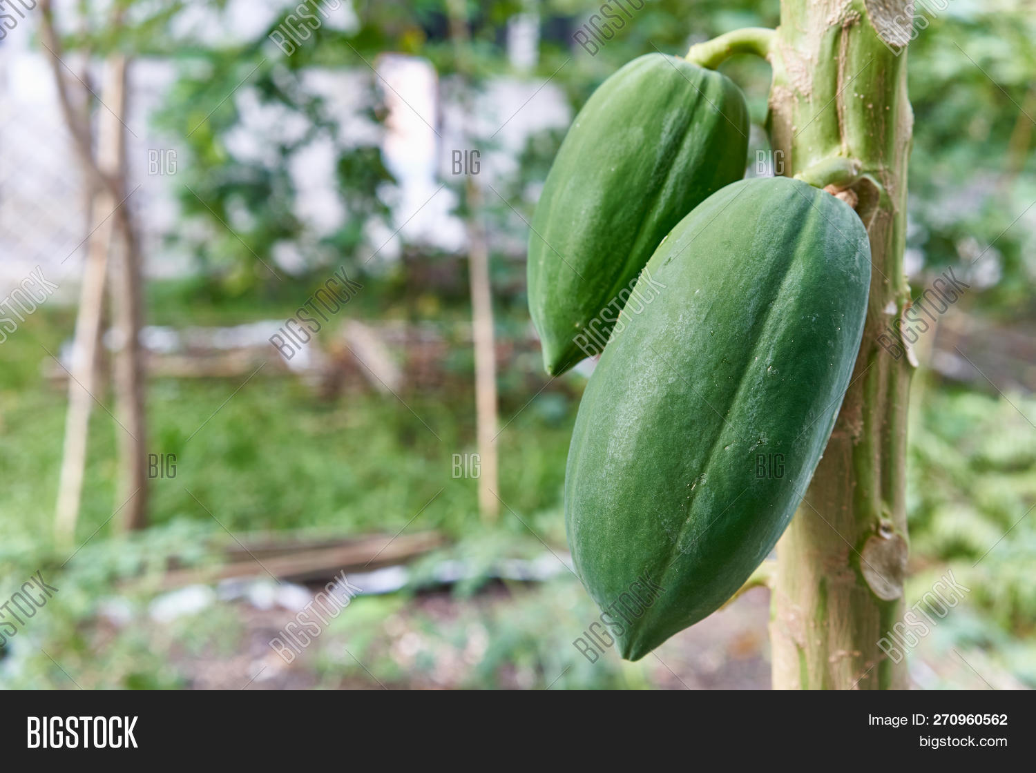 Green Papaya Fruit Image & Photo (Free Trial) | Bigstock
