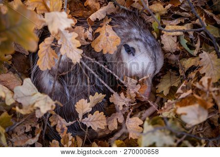 The Virginia Opossum, Didelphis Virginiana, In Autumn Park