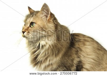 Beautiful Shaggy Cat Sitting Isolated On White