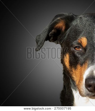 Half Muzzle Of A Appenzeller Mountain Dog