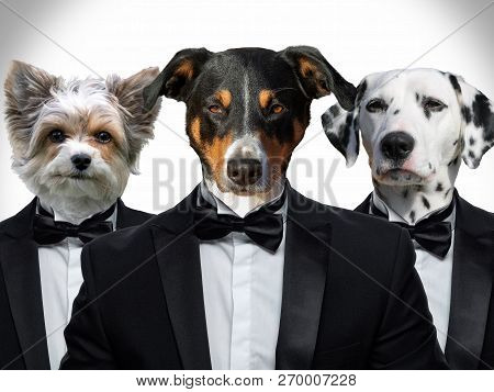 Portrait Of Dogs In A Business Suit