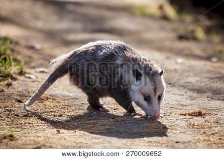 The Virginia Opossum, Didelphis Virginiana, In Autumn Park