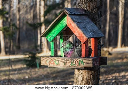 A Gray Pigeon With Rainbow Neck And Bright Eyes Sits In A Red And Green Wooden Bird And Squirrel Fee