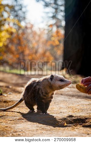 The Virginia Opossum, Didelphis Virginiana, In Autumn Park
