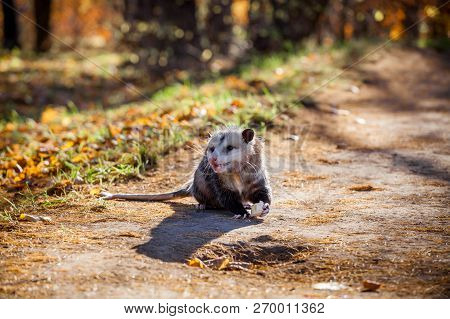 The Virginia Opossum, Didelphis Virginiana, In Autumn Park