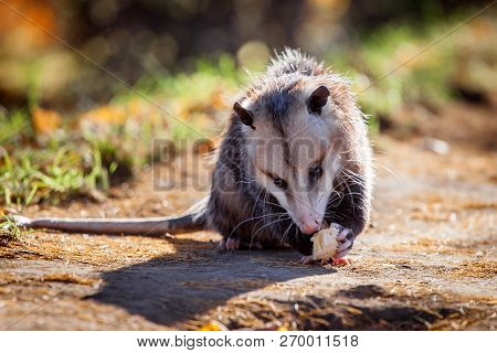 The Virginia Opossum, Didelphis Virginiana, In Autumn Park