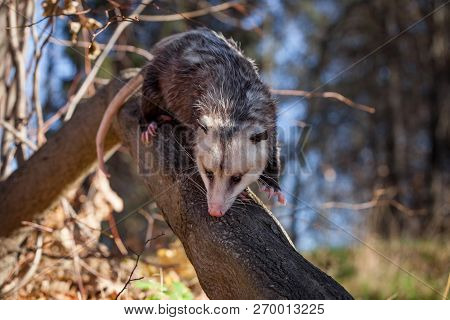 The Virginia Opossum, Didelphis Virginiana, In Autumn Park