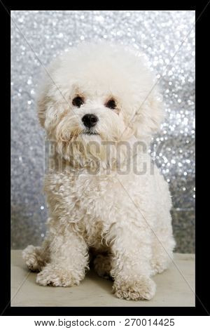 a beautiful purebred bichon frise dog. silver sequin background. dog portait