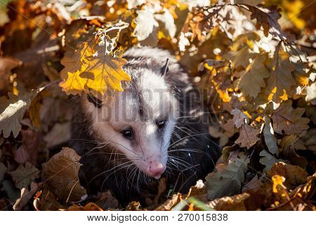 The Virginia Opossum, Didelphis Virginiana, In Autumn Park