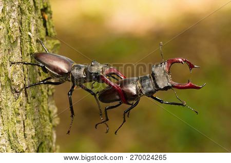 Stag Beetles, Lucanus Cervus Are Fighting For Better Position On The Tree Bark, During Mating Season